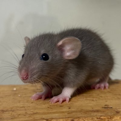 nautilus_5711's profile picture