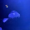 ひな 的头像