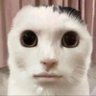 あなう 的头像
