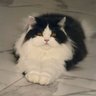 Hugo profil fotoğrafı