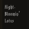 夜光蓮華 profil fotoğrafı