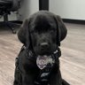 Profilbild von Police Dog