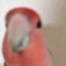 うちん profil fotoğrafı