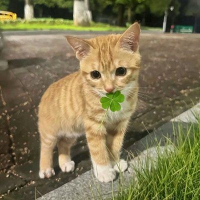 ASUPAN MALAM INDAH's profile picture