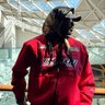 David Rhino's profile picture