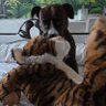 Фото профиля 👩🍳 AriliahZia🥖🥐🐈🐶