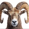 Profilbild von Charlemagne
