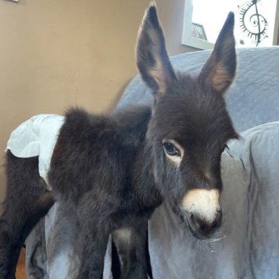 Justice4HeeHaw's profile picture