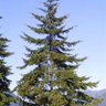 Doug Fir 的头像