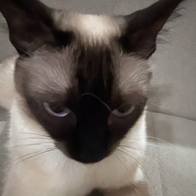 EF Spear's profile picture