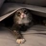 Gif's profile picture