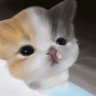 Profilbild von Shark