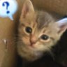 Snowdrop's profile picture
