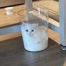 FluffyStuffs profil fotoğrafı