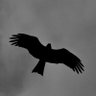 𝐒̧𝐀𝐇𝐈̇𝐍 的头像