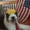 RagoMaria🇺🇸🤗✝️🇮🇹🦅 profil fotoğrafı