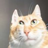 verrat kotzsack's profile picture