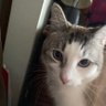 Kitty 的头像