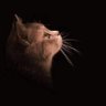 †'s profile picture