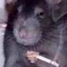Fiz's profile picture