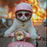 Profilbild von kittyhawk