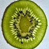 Profilbild von kiwi (not an actual kiwi)