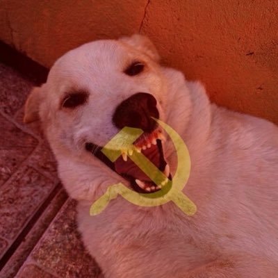 tuitero_rafael's profile picture