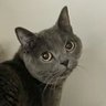 Profilbild von アンオリジナル・ハーフ・キャット