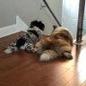 Фото профиля Several Medium Dogs