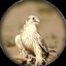 SultanAlghtani's profile picture