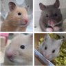 くまくーま profil fotoğrafı
