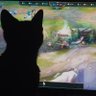 lucas's profile picture