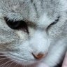 はなすけ profil fotoğrafı