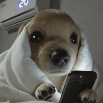 bukchi's profile picture