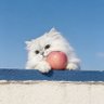 phamonchan pp's profile picture