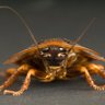 gumnaam cockroach 的头像
