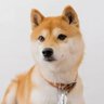 しば🐾 profil fotoğrafı