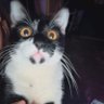 Allves profil fotoğrafı