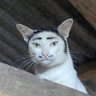 🪤 profil fotoğrafı