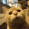 Profilbild von にゃん。