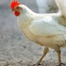 Фото профиля chicken