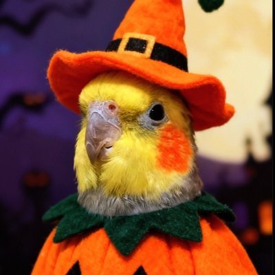 オカメインコのそらおくん's profile picture