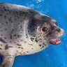 Profilbild von ANGRYER SEAL🇰🇵🤬🤬🤬🤬🦭