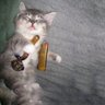 Ratakonthinner's profile picture