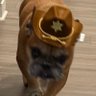 Borkjourn 的头像