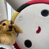 パピちゃん's profile picture