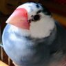 たま吉とP助 的头像