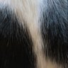 白黒's profile picture