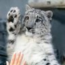 snepki's profile picture
