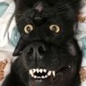 Profilbild von Semiyalu